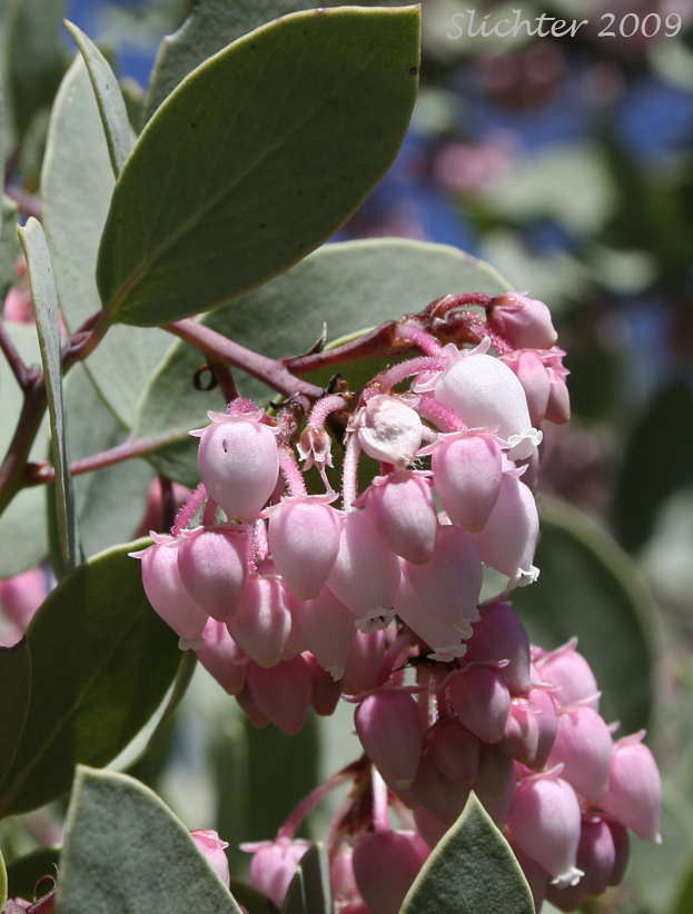 Inflorescence of White-leaved Manzanita, Whiteleaf Manzanita: Arctostaphylos viscida (Synonyms: Arctostaphylos pulchella, Arctostaphylos viscida ssp. pulchella, Arctostaphylos viscida ssp. viscida) as seen in the Jacksonville Woodlands in Jacksonville, OR........April 6, 2009.