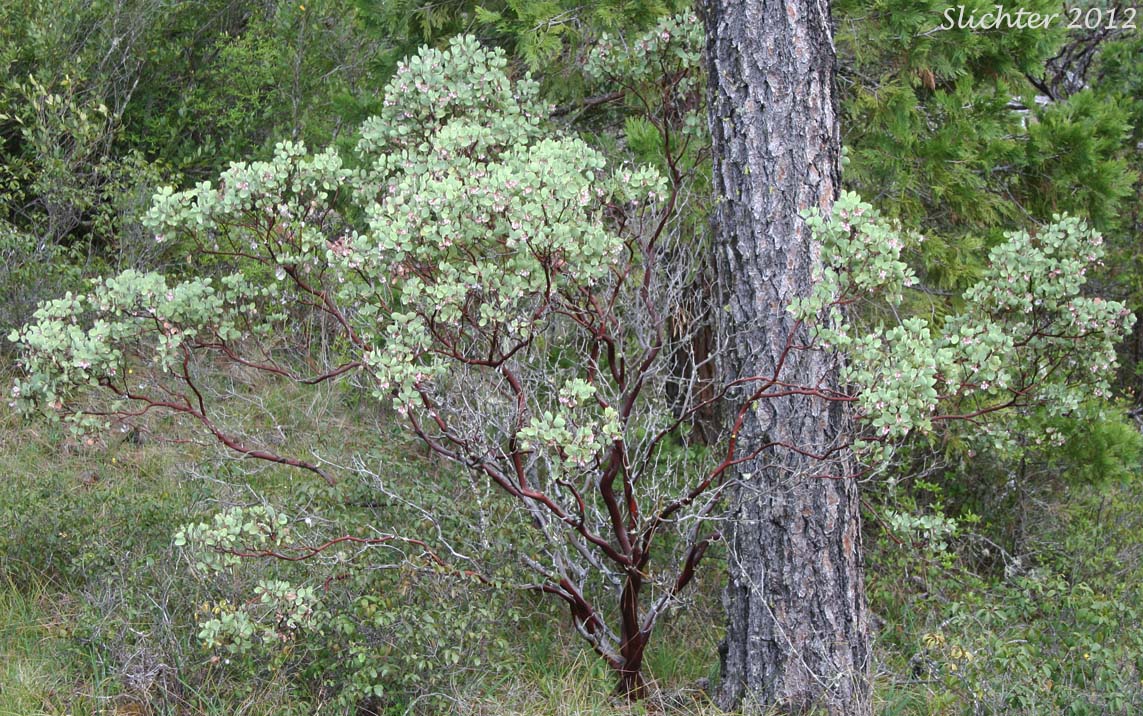 Sticky Whiteleaf Manzanita, White-leaved Manzanita, Whiteleaf Manzanita: Arctostaphylos viscida (Synonyms: Arctostaphylos pulchella, Arctostaphylos viscida ssp. pulchella, Arctostaphylos viscida ssp. viscida)