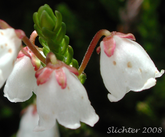 Mertens' Mountain Heather, Western Moss Heather, White Heather, White Mountain Heather: Cassiope mertensiana var. mertensiana (Synonyms: Andromeda cupressina, Andromeda mertensiana, Cassiope mertensiana ssp. mertensiana)