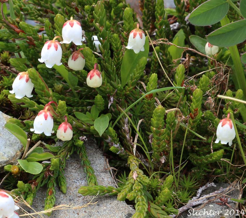 Mertens' Mountain Heather, Western Moss Heather, White Heather, White Mountain Heather: Cassiope mertensiana var. mertensiana (Synonyms: Andromeda cupressina, Andromeda mertensiana, Cassiope mertensiana ssp. mertensiana)