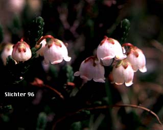 White Mountain Heather: Cassiope mertensiana