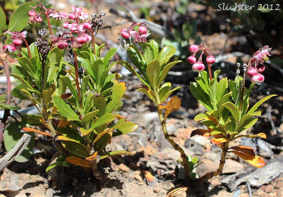 Common Prince's-pine, Pipsissewa, Prince's Pine: Chimaphila umbellata (Synonyms: Chimaphilla acuta, Chimaphila occidentalis, Chimaphila umbellata ssp. acuta, Chimaphila umbellata ssp. cisatlantica, Chimaphila umbellata ssp. occidentalis, Chimaphila umbellata var. acuta, Chimaphila umbellata var. occidentalis)