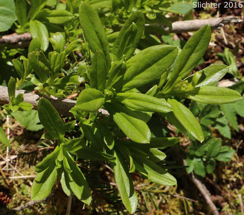 Copperbush, Copper Bush: Elliottia pyroliflora (Synonyms: Cladothamnus pyrolaeflorus, Cladothamnus pyroliflorus, Leiophyllum pyroliflorum)