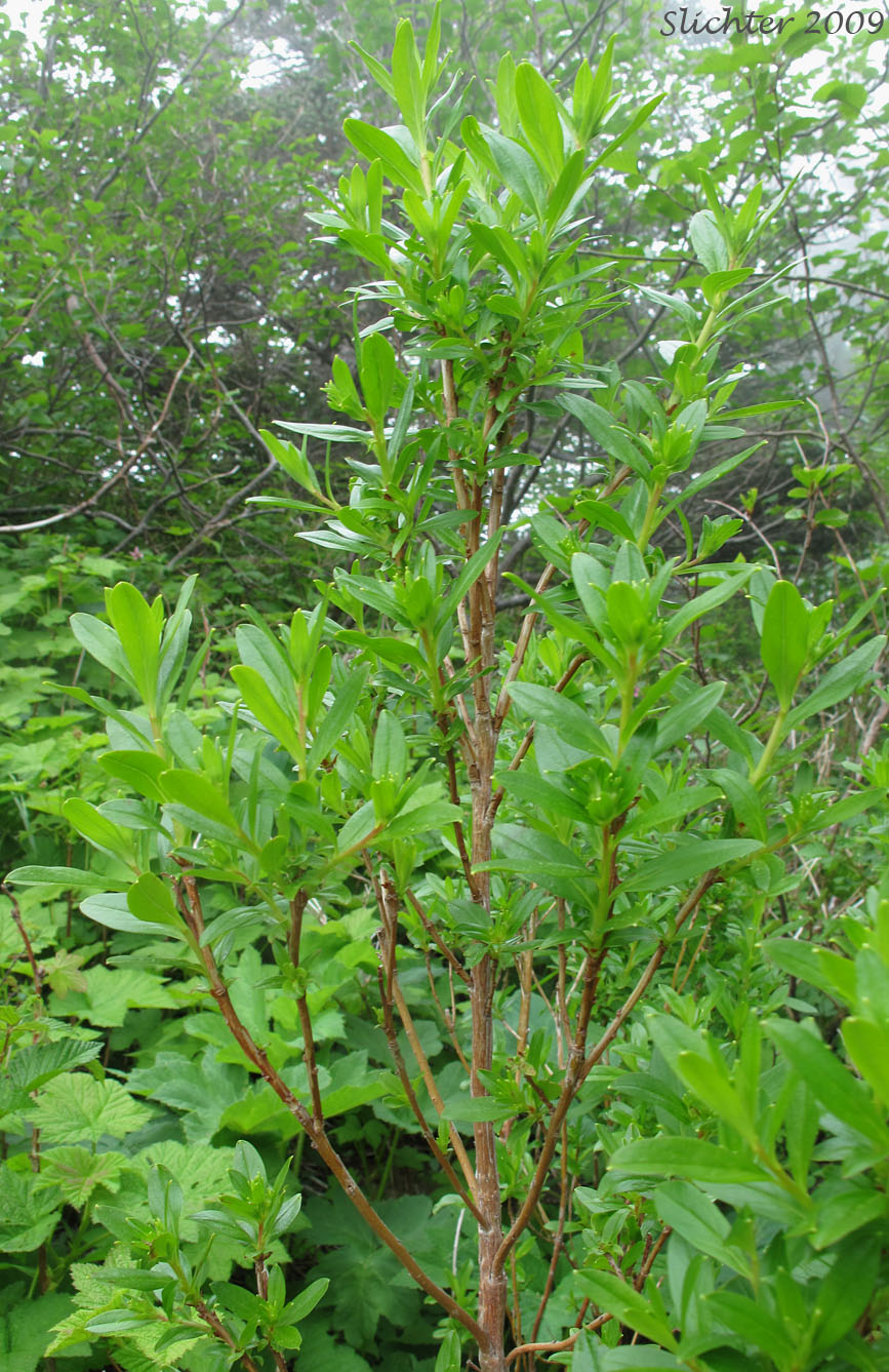 Copperbush, Copper Bush: Elliottia pyroliflora (Synonyms: Cladothamnus pyrolaeflorus, Cladothamnus pyroliflorus, Leiophyllum pyroliflorum)