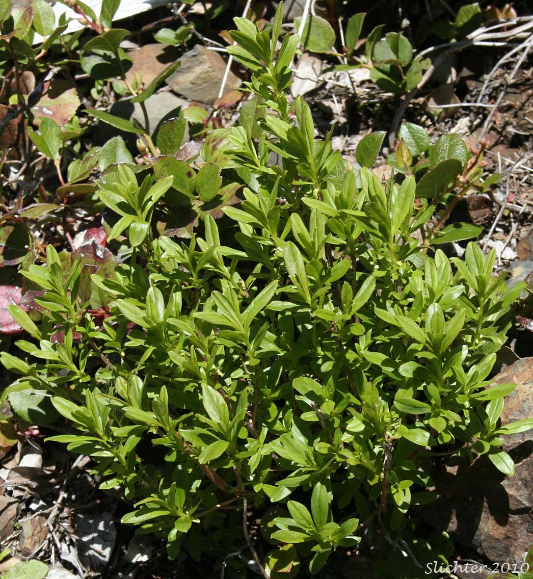 Copperbush, Copper Bush: Elliottia pyroliflora (Synonyms: Cladothamnus pyrolaeflorus, Cladothamnus pyroliflorus, Leiophyllum pyroliflorum)