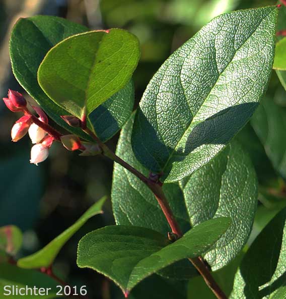 Salal: Gaultheria shallon