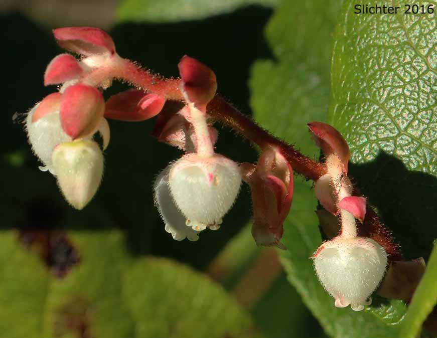 Flowers of Salal: Gaultheria shallon