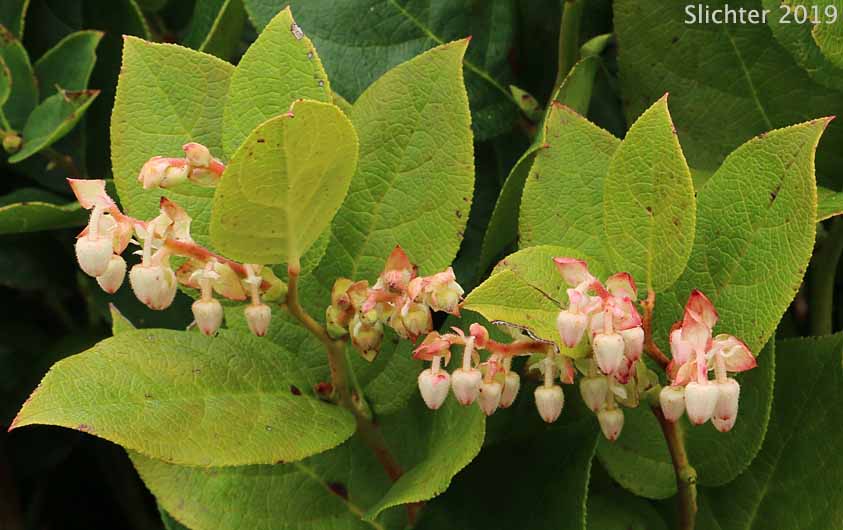 Salal: Gaultheria shallon