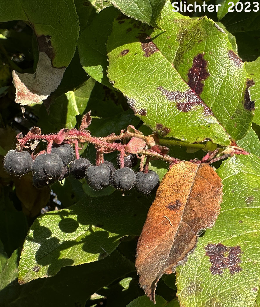 Salal: Gaultheria shallon