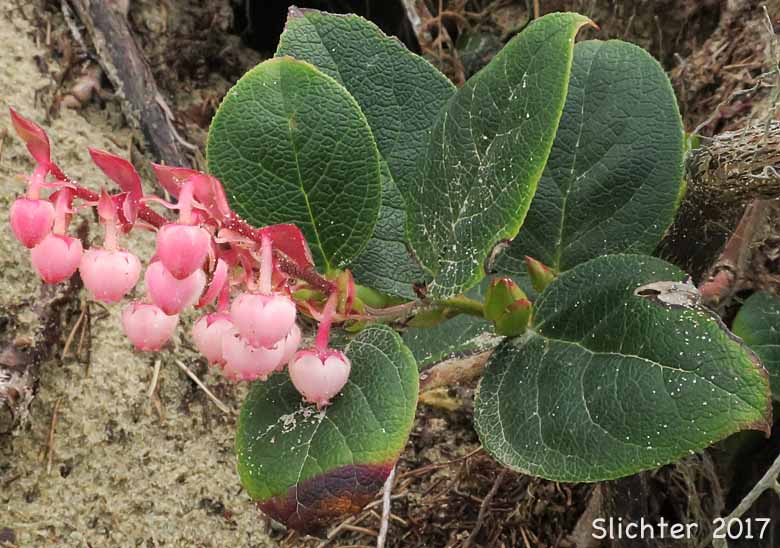Salal: Gaultheria shallon