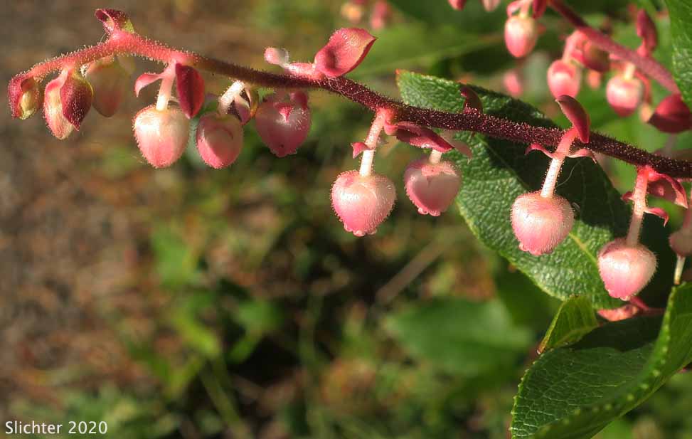 Inflorescence of Salal: Gaultheria shallon