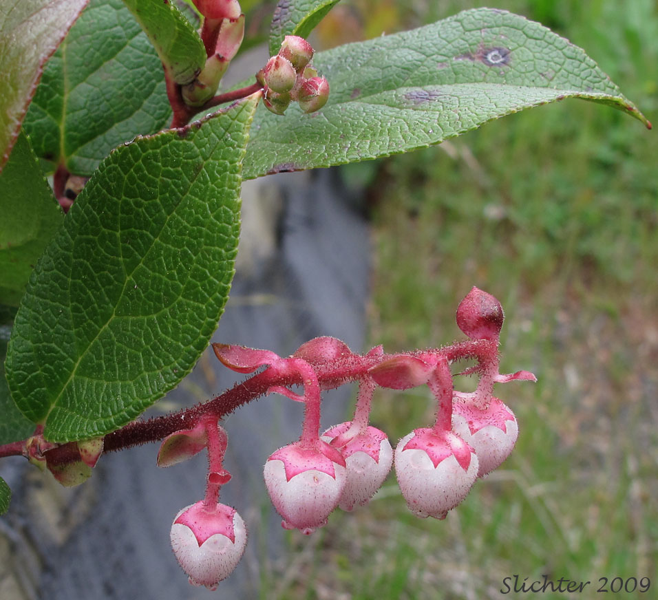 Salal: Gaultheria shallon