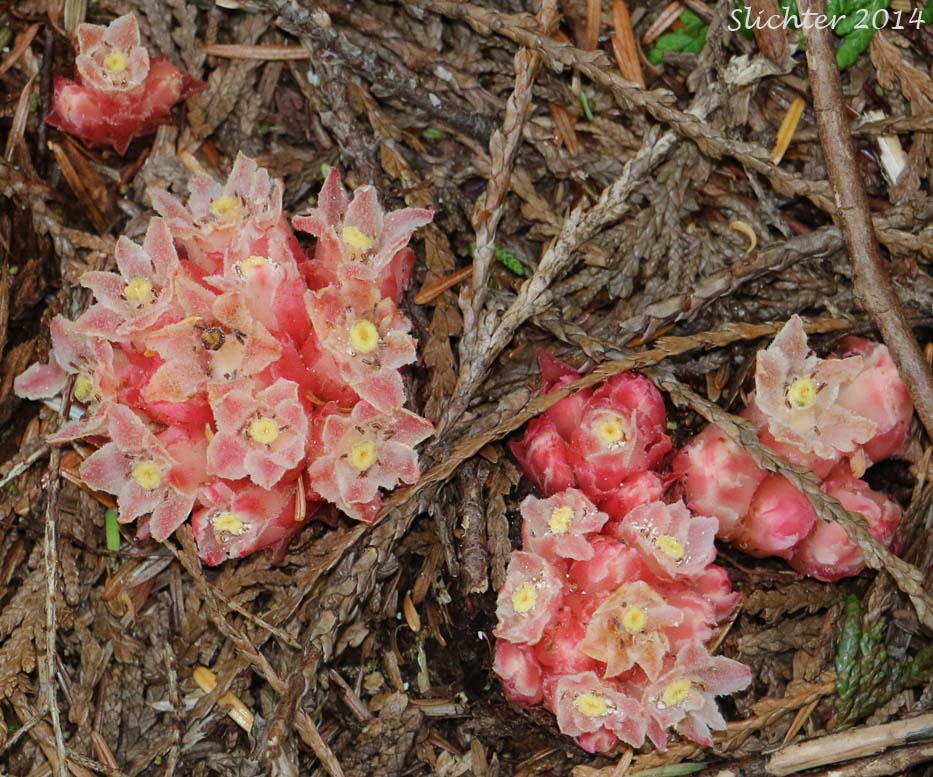 Coneplant, Gnome-plant, Gnome Plant: Hemitomes congestum (Synonyms: Hemitomes spicatum, Newberrya congesta, Newberrya longiloba, Newberrya spicata)