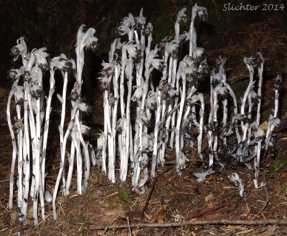 Indianpipe, Indian Pipe, One-flower Indian-pipe: Monotropa uniflora (Synonyms: Monotropa brittonii, Monotropa morisoniana)