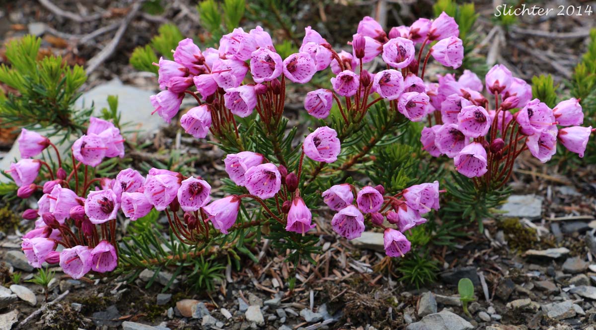 Pink Mountain-heath, Pink Mountain Heather, Red Mountain-heather, Red Mountain Heather: Phyllodoce empetriformis (Synonym: Menzesia empetriformis)