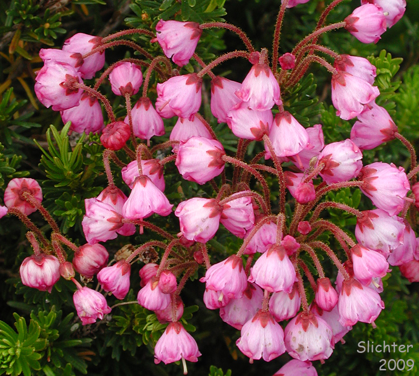 Pink Mountain-heath, Pink Mountain Heather, Red Mountain-heather, Red Mountain Heather: Phyllodoce empetriformis (Synonym: Menzesia empetriformis)