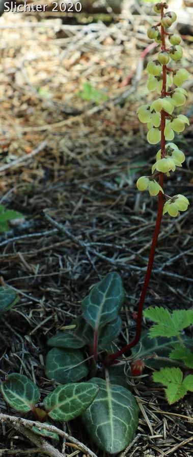 Shinleaf, White-vein Pyrola, White-veined Wintergreen: Pyrola picta (Synonyms: Pyrola aphylla, Pyrola conardiana, Pyrola dentata, Pyrola dentata var. integra, Pyrola picta ssp. dentata, Pyrola picta ssp. integra, Pyrola picta var. aphylla, Pyrola picata var. dentata, Pyrola picta var. picta, Pyrola septentrionalis)