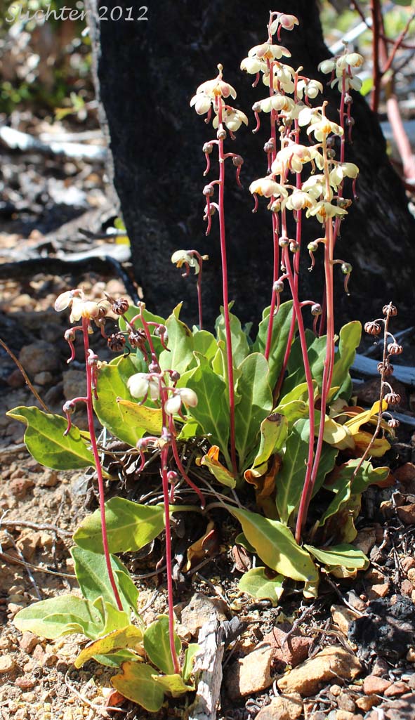 Shinleaf, White-vein Pyrola, White-veined Wintergreen: Pyrola picta (Synonyms: Pyrola aphylla, Pyrola conardiana, Pyrola dentata, Pyrola dentata var. integra, Pyrola picta ssp. dentata, Pyrola picta ssp. integra, Pyrola picta var. aphylla, Pyrola picata var. dentata, Pyrola picta var. picta, Pyrola septentrionalis)