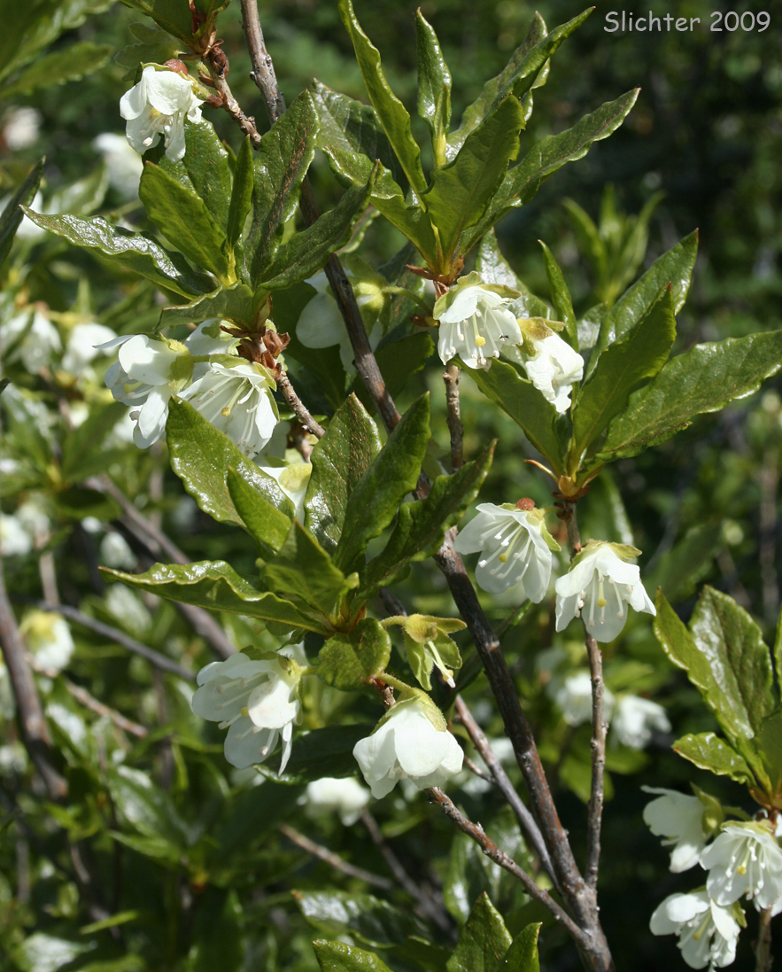 Cascade Azalea, White-flowered Azalea, White Rhododendron: Rhododendron albiflorum (Synonyms: Azaleastrum albiflorum, Rhododendron albiflorum var. warrenii)
