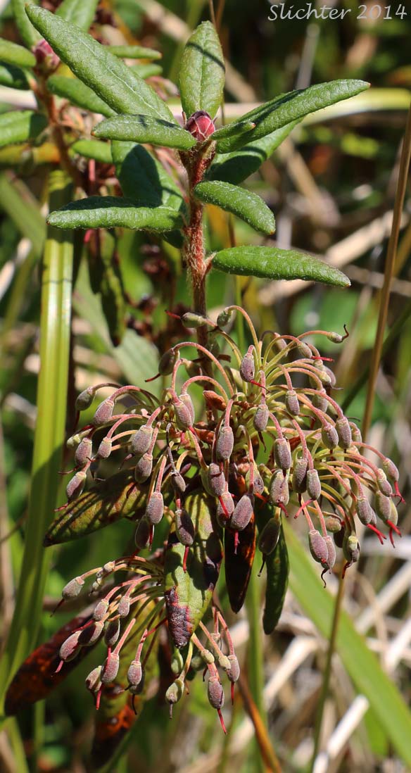 Bog Labrador-tea, Labrador Tea, Rusty Labrador-tea: Rhododendron groenlandicum (Synonym: Ledum groenlandicum)