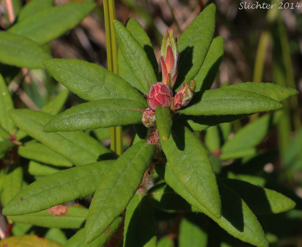 Bog Labrador-tea, Labrador Tea, Rusty Labrador-tea: Rhododendron groenlandicum (Synonym: Ledum groenlandicum)