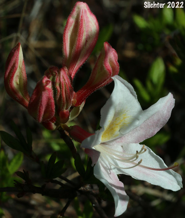 Western Azalea: Rhododendron occidentale (Synonyms: Rhododendron occidentale var. occidentale, Rhododendron occidentale var. paludosum)