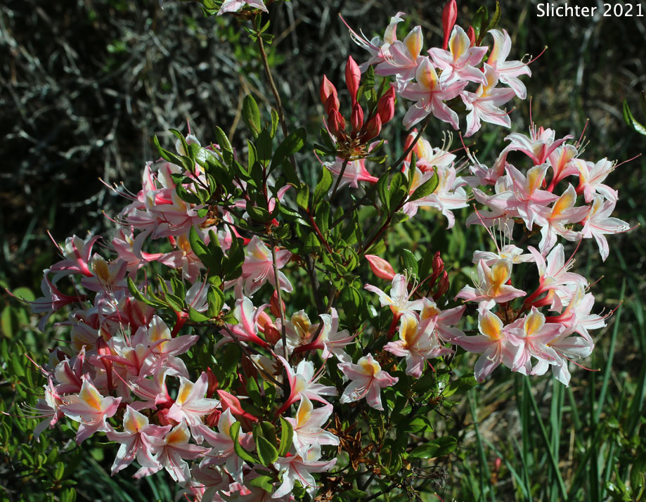 Western Azalea: Rhododendron occidentale (Synonyms: Rhododendron occidentale var. occidentale, Rhododendron occidentale var. paludosum)