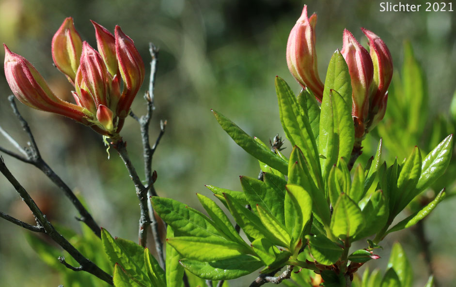 Western Azalea: Rhododendron occidentale (Synonyms: Rhododendron occidentale var. occidentale, Rhododendron occidentale var. paludosum)