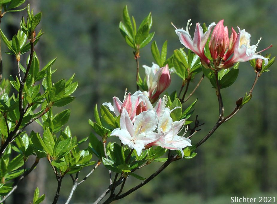 Western Azalea: Rhododendron occidentale (Synonyms: Rhododendron occidentale var. occidentale, Rhododendron occidentale var. paludosum)
