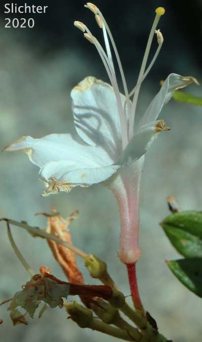 Western Azalea: Rhododendron occidentale (Synonyms: Rhododendron occidentale var. occidentale, Rhododendron occidentale var. paludosum)