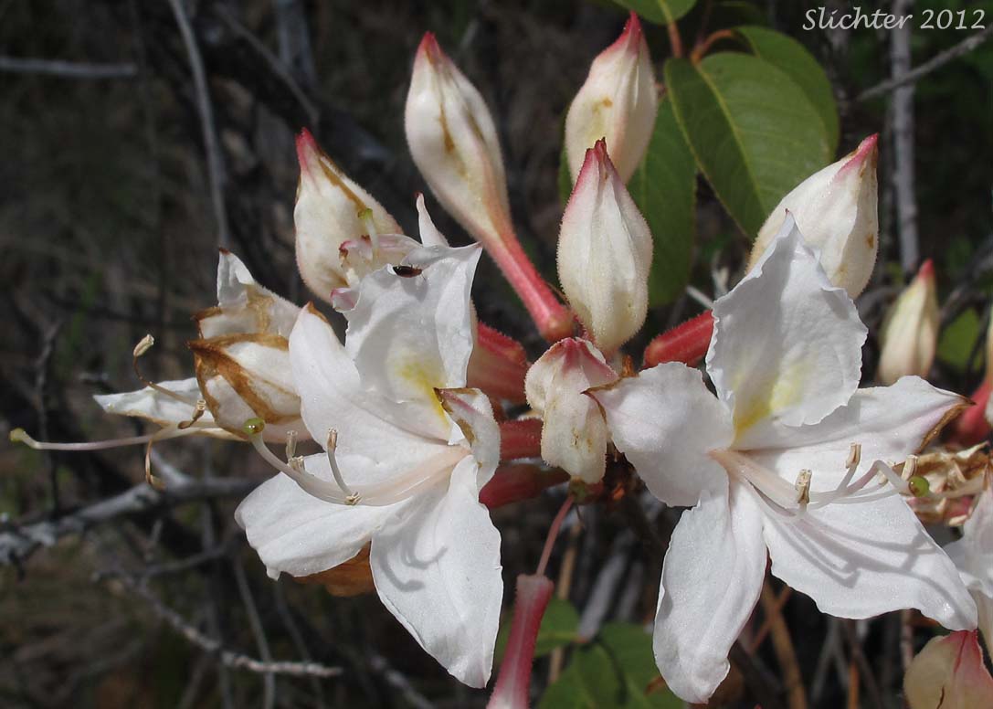 Inflorescence of Western Azalea: Rhododendron occidentale (Synonyms: Rhododendron occidentale var. occidentale, Rhododendron occidentale var. paludosum)