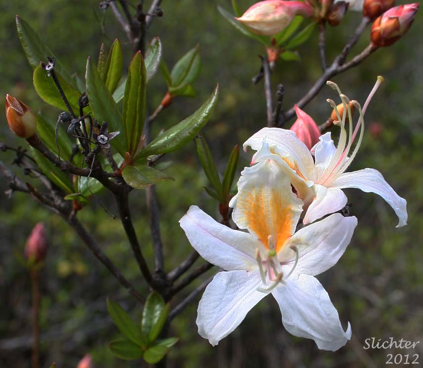 Western Azalea: Rhododendron occidentale (Synonyms: Rhododendron occidentale var. occidentale, Rhododendron occidentale var. paludosum)