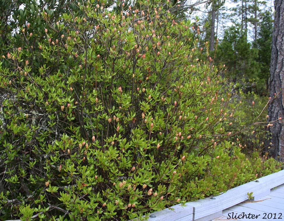 Western Azalea: Rhododendron occidentale (Synonyms: Rhododendron occidentale var. occidentale, Rhododendron occidentale var. paludosum)