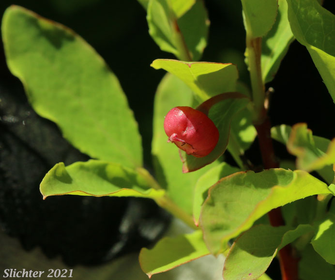 Mountain Blueberry, Big Huckleberry, Thinleaf Huckleberry, Thin-leaved Huckleberry, Tall Huckleberry, Blue Huckleberry, Square-twig Blueberry: Vaccinium membranaceum (Synonyms: Vaccinium coccinium, Vaccinium globulare, Vaccinium membranaceum var. rigidum)