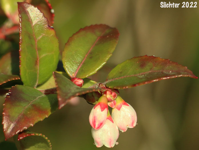 Evergreen Blueberry, California Huckleberry: Vaccinium ovatum (Synonym: Vaccinium ovatum var. saporosum)