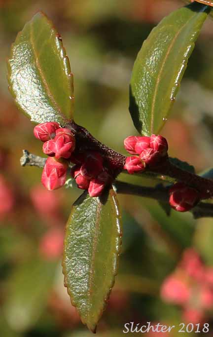 Flower buds and leaves of Evergreen Blueberry, California Huckleberry: Vaccinium ovatum (Synonym: Vaccinium ovatum var. saporosum)