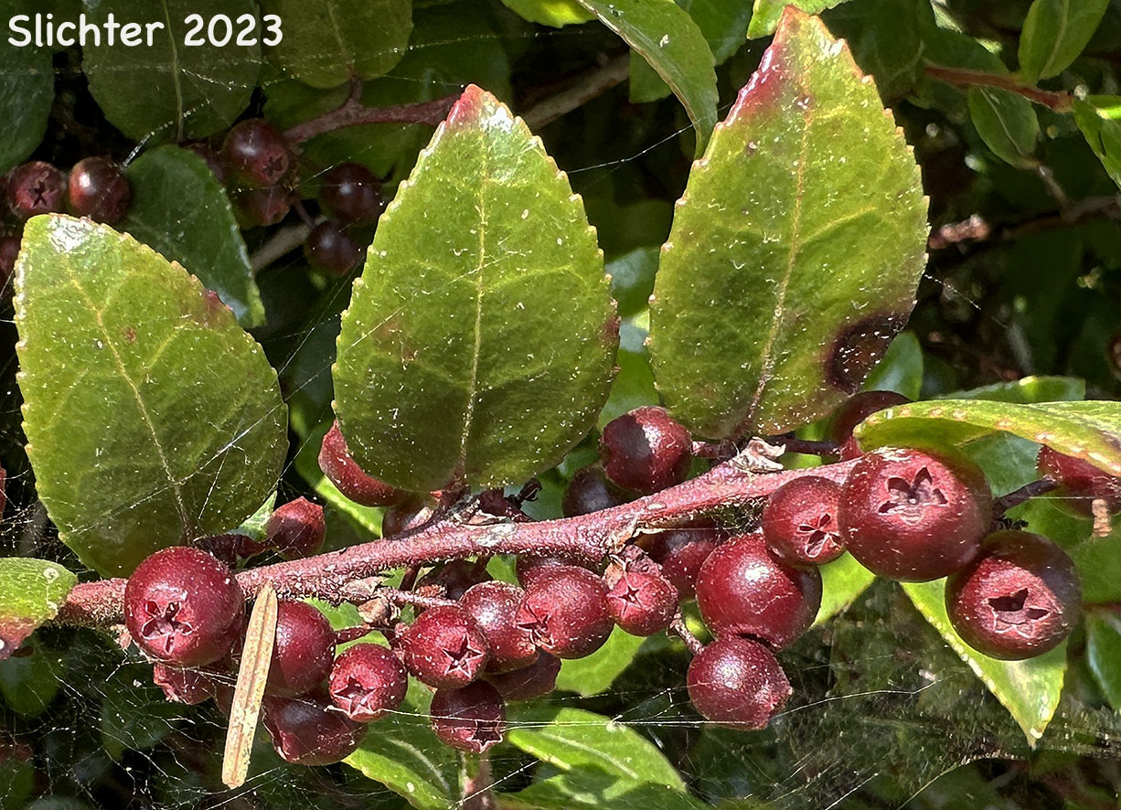Maturing fruits of Evergreen Blueberry, California Huckleberry: Vaccinium ovatum (Synonym: Vaccinium ovatum var. saporosum)