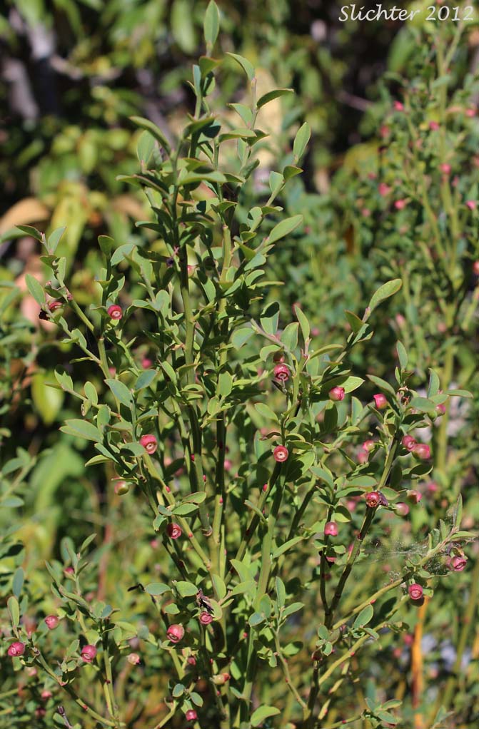 Red Bilberry, Red Huckleberry: Vaccinium parvifolium