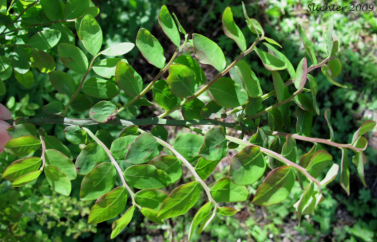 Leaves of Red Elderberry, Coast Red Elderberry: Sambucus racemosa var. arborescens (Synonyms: Sambucus callicarpa, Sambucus pubens var. arborescens, Sambucus racemosa ssp. pubens var. arborescens)