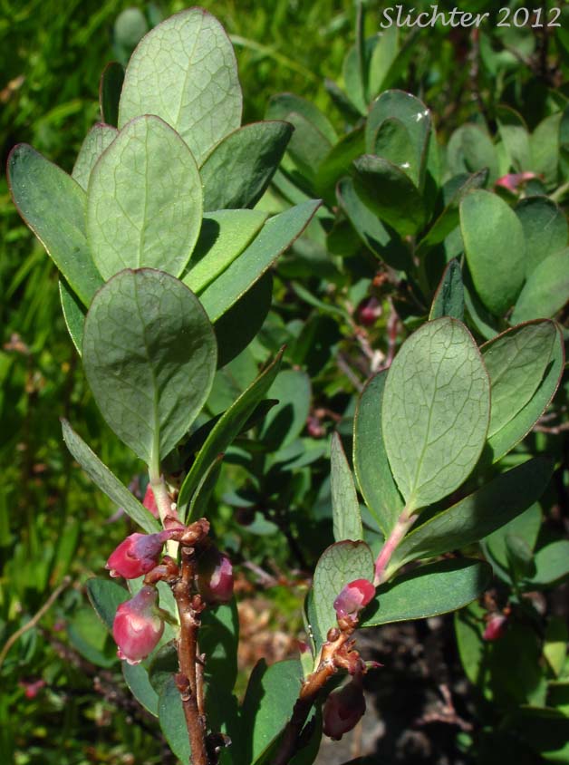 Bog Bilbery, Bog Blueberry: Vaccinium uliginosum (Synonyms: Vaccinium uliginosum ssp. alpinum, Vaccinium uliginosum ssp. gaultherioides, Vaccinium uliginosum ssp. microphyllum, Vaccinium uliginosum ssp. occidentale, Vaccinium uliginosum ssp. pedris, Vaccinium uliginosum ssp. pubescens, Vaccinium uliginosum var. alpinum, Vaccinium uliginosum var. salicinum)