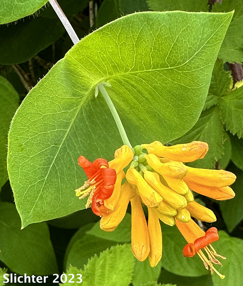Perfoliate leaf and inflorescence of Twining Vine, Orange Honeysuckle, Northwest Honeysuckle, Trumpet Honeysuckle: Lonicera ciliosa