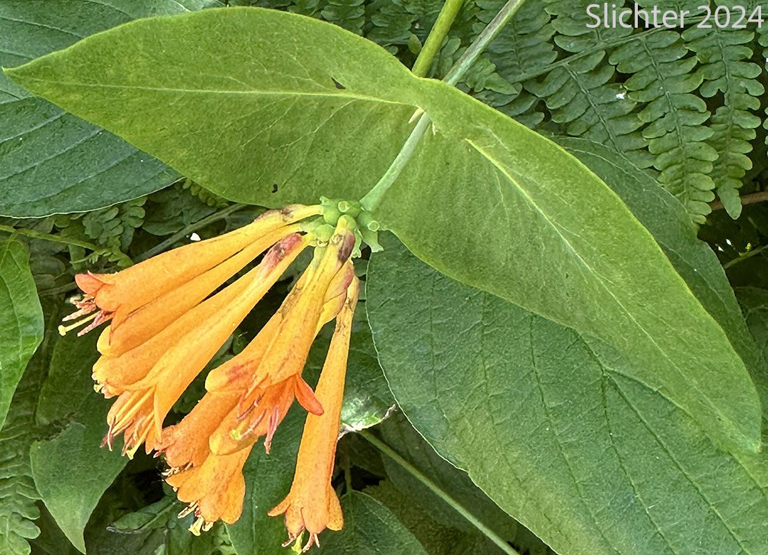 Twining Vine, Orange Honeysuckle, Northwest Honeysuckle, Trumpet Honeysuckle: Lonicera ciliosa