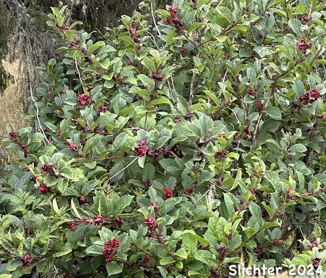 Fruits and foliage of Bearberry, Bearberry Honeysuckle, Black Twinberry, Black Twin-berry, Twinberry, Twinberry Honeysuckle: Lonicera involucrata var. involucrata (Synonyms: Distegia involucrata, Lonicera involucrata var. flavescens, Xylosteum involucratum)