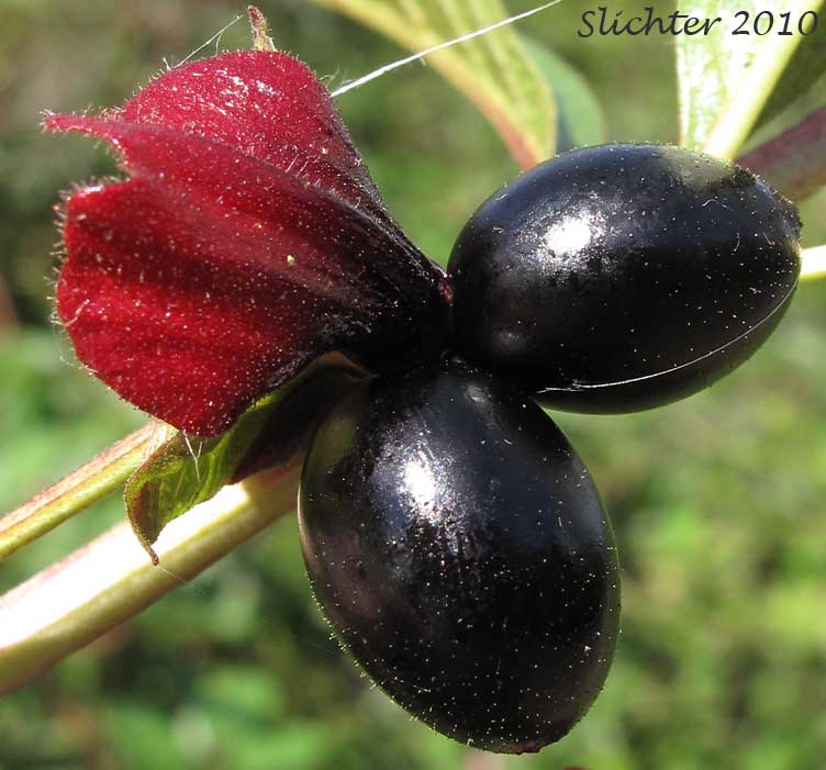 Close-up of the paired black fruits of Bearberry, Bearberry Honeysuckle, Black Twinberry, Black Twin-berry, Twinberry, Twinberry Honeysuckle: Lonicera involucrata var. involucrata (Synonyms: Distegia involucrata, Lonicera involucrata var. flavescens, Xylosteum involucratum)