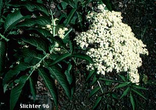 Blue Elder, Blue Elderberry, Southwestern Elderberry: Sambucus mexicana ssp. cerulea (Synonyms: Sambucus caerulea, Sambucus caerulea var. caerulea, Sambucus caerulea var. neomexicana, Sambucus cerulea, Sambucus cerulea var. cerulea, Sambucus cerulea var. neomexicana, Sambucus glauca, Sambucus mexicana, Sambucus mexicana ssp. caerulea, Sambucus mexicana var. caerulea, Sambucus neomexicana, Sambucus neomexicana var. vestita, Sambucus nigra ssp. caerulea)