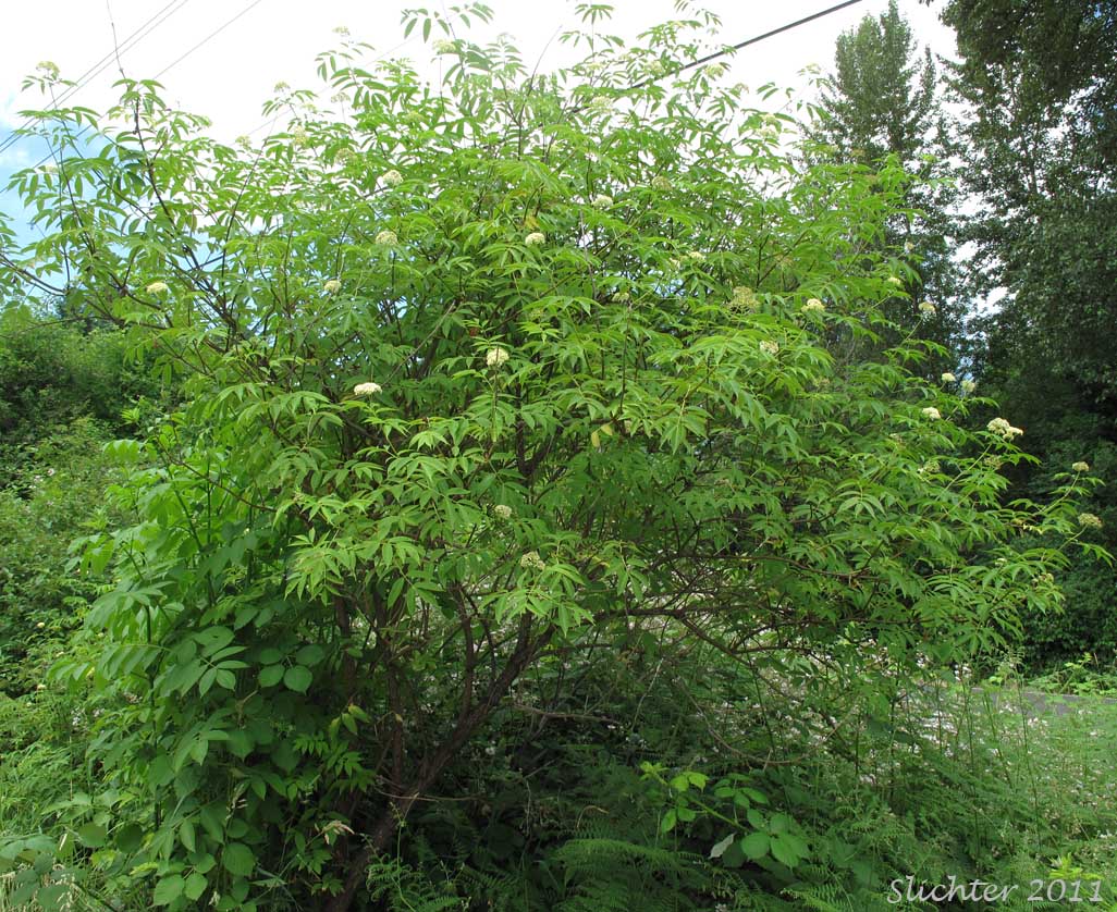 Blue Elder, Blue Elderberry, Southwestern Elderberry: Sambucus mexicana (Synonyms: Sambucus caerulea, Sambucus caerulea var. neomexicana, Sambucus caerulea var. velutina, Sambucus cerulea, Sambucus cerulea var. cerulea, Sambucus cerulea var. neomexicana, Sambucus cerulea var. velutina, Sambucus glauca, Sambucus mexicana ssp. caerulea, Sambucus mexicana ssp. cerulea, Sambucus mexicana var. caerulea, Sambucus mexicana var. cerulea, Sambucus neomexicana, Sambucus neomexicana var. vestita, Sambucus nigra ssp. caerulea, Sambucus nigra ssp. cerulea)