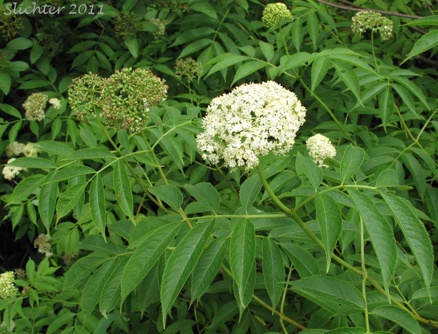 Upper stem leaves and inflorescence of Blue Elder, Blue Elderberry, Southwestern Elderberry: Sambucus mexicana ssp. cerulea (Synonyms: Sambucus caerulea, Sambucus caerulea var. caerulea, Sambucus caerulea var. neomexicana, Sambucus cerulea, Sambucus cerulea var. cerulea, Sambucus cerulea var. neomexicana, Sambucus glauca, Sambucus mexicana, Sambucus mexicana ssp. caerulea, Sambucus mexicana var. caerulea, Sambucus neomexicana, Sambucus neomexicana var. vestita, Sambucus nigra ssp. caerulea)