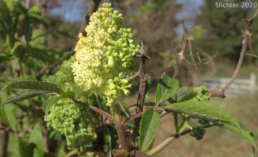 Red Elderberry, Coast Red Elderberry: Sambucus racemosa var. arborescens (Synonyms: Sambucus callicarpa, Sambucus microbotrys, Sambucus pubens, Sambucus pubens var. arborescens, Sambucus racemosa ssp. pubens, Sambucus racemosa ssp. pubens var. arborescens, Sambucus racemosa var. laciniata, Sambucus racemosa var. leucocarpa, Sambucus racemosa var. microbotrys, Sambucus racemosa var. pubens, Sambucus racemosa var. racemosa)