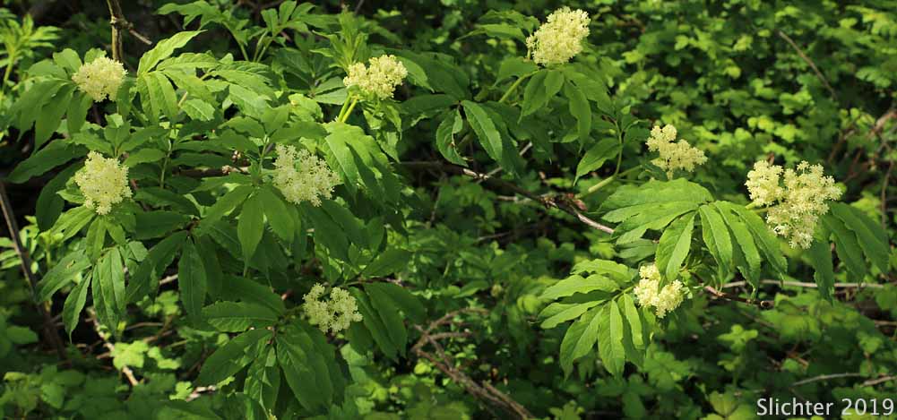 Red Elderberry, Coast Red Elderberry: Sambucus racemosa var. arborescens (Synonyms: Sambucus callicarpa, Sambucus microbotrys, Sambucus pubens, Sambucus pubens var. arborescens, Sambucus racemosa ssp. pubens, Sambucus racemosa ssp. pubens var. arborescens, Sambucus racemosa var. laciniata, Sambucus racemosa var. leucocarpa, Sambucus racemosa var. microbotrys, Sambucus racemosa var. pubens, Sambucus racemosa var. racemosa)