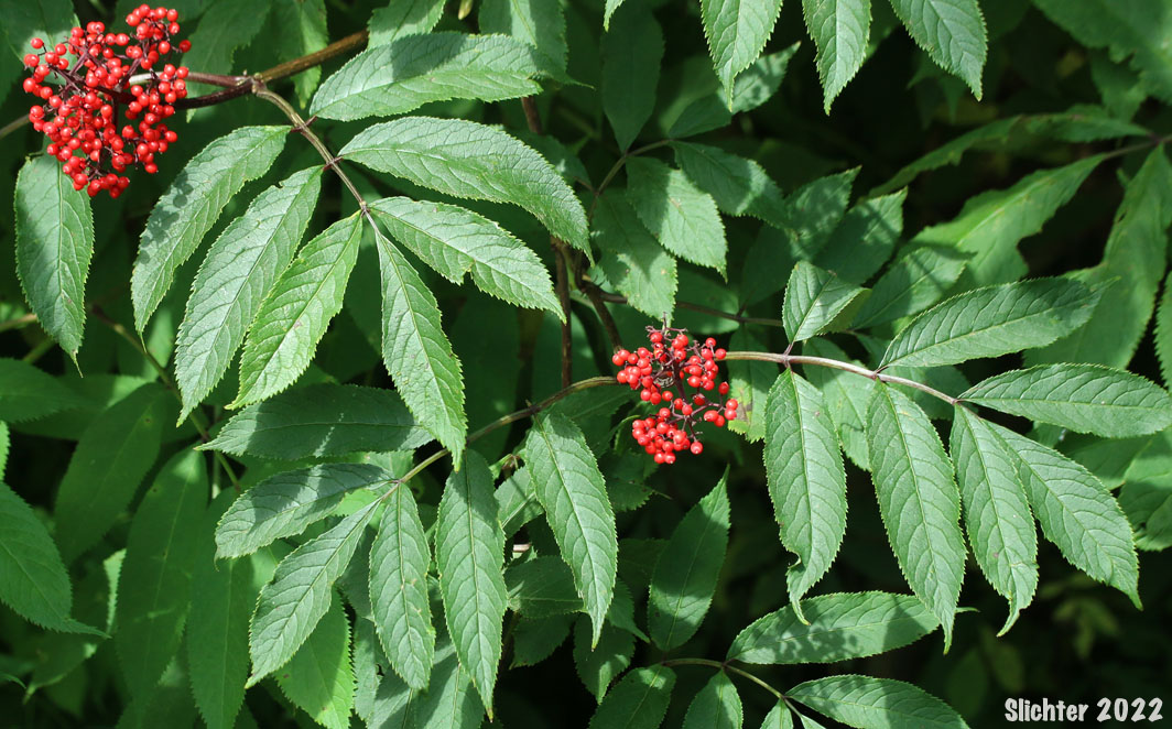 Ripening fruits of Red Elderberry, Coast Red Elderberry: Sambucus racemosa var. arborescens (Synonyms: Sambucus callicarpa, Sambucus microbotrys, Sambucus pubens, Sambucus pubens var. arborescens, Sambucus racemosa ssp. pubens, Sambucus racemosa ssp. pubens var. arborescens, Sambucus racemosa var. laciniata, Sambucus racemosa var. leucocarpa, Sambucus racemosa var. microbotrys, Sambucus racemosa var. pubens, Sambucus racemosa var. racemosa)